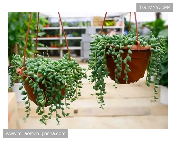 金沙入口粮库最新版下载官方渠道推荐，避免虚假网站保障游戏安全体验