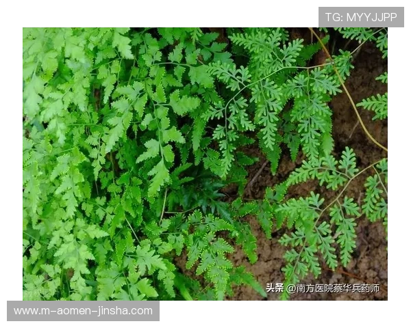 如何在金沙官网顺利注册账号，详细步骤与常见问题解答